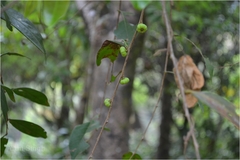 Glochidion hohenackeri